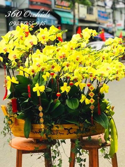 Chậu hồ điệp vàng - Tài vô lộc đến