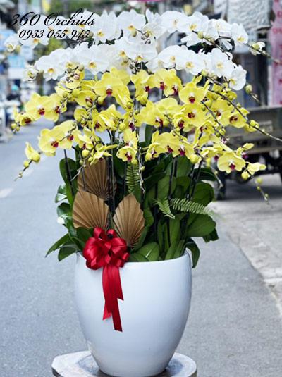 Chậu hoa lan hồ điệp - Gió hát