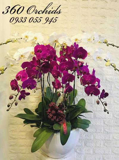 Chậu hoa lan hồ điệp trắng tím - Không ngừng vươn xa