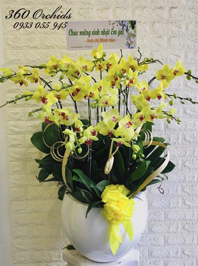Chậu hoa lan hồ điệp vàng - Đầy ắp yêu thương