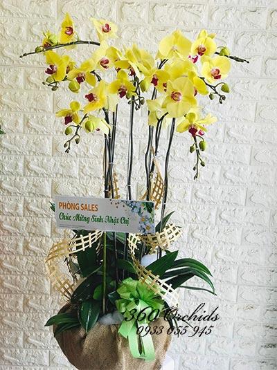 Chậu hoa lan hồ điệp vàng - Gắn kết yêu thương