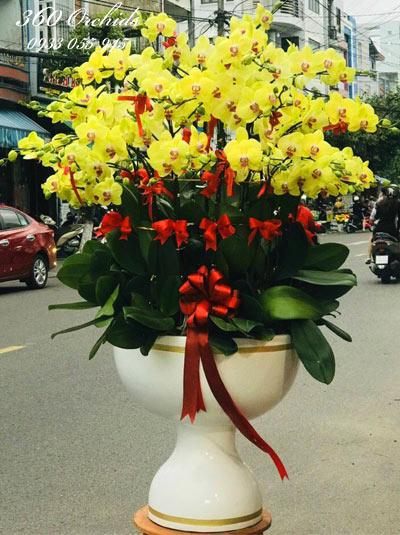 Chậu hoa lan hồ điệp vàng - Vinh quang