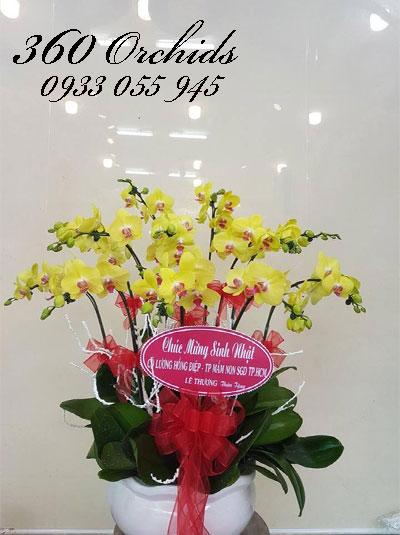Chậu lan hồ điệp 10 cành vàng - Tiền vô như nước