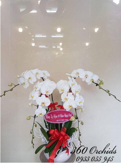 Chậu lan hồ điệp 4 cành trắng