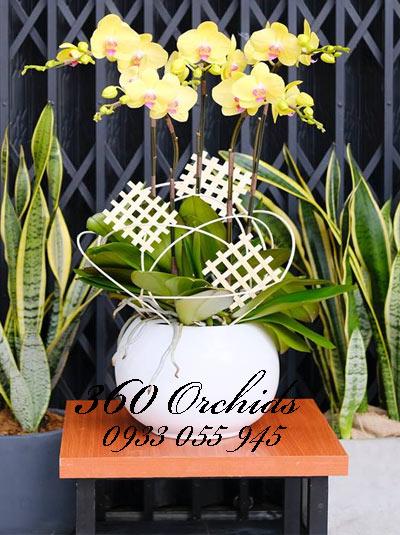 Chậu lan hồ điệp 5 cành vàng - Lộc xuân