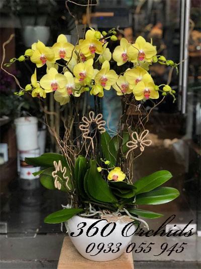 Chậu lan hồ điệp 6 cành vàng chưng tết