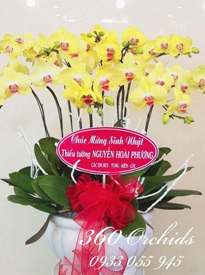 Chậu lan hồ điệp 8 cành vàng - Sum vầy