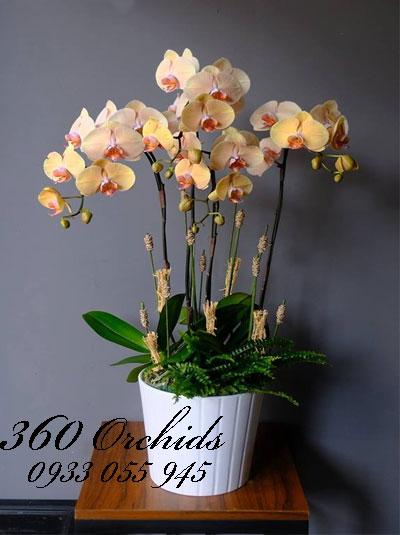 Chậu lan hồ điệp cam vàng chưng tết