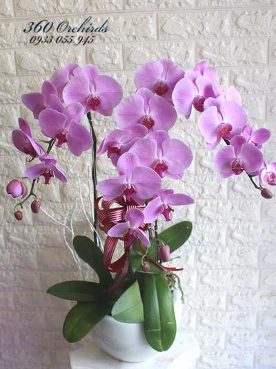 Chậu lan hồ điệp hồng - Dễ thương