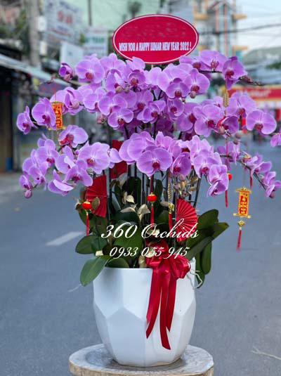 Chậu lan hồ điệp hồng - Hương mùa xuân