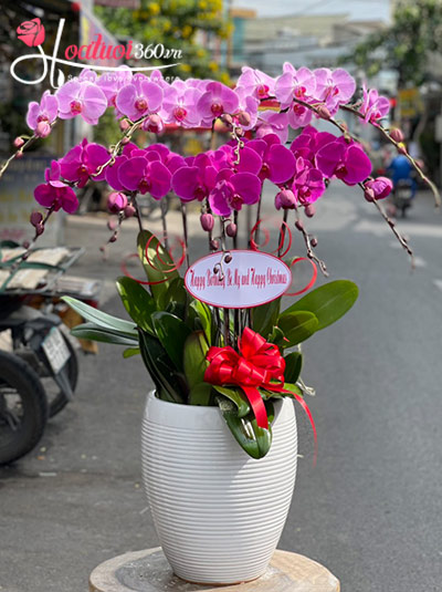 Chậu lan hồ điệp hồng tím nhung nhớ