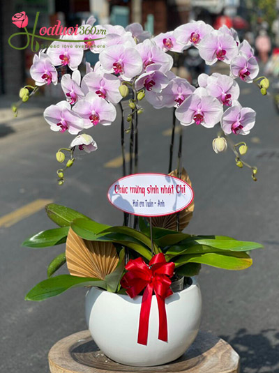 Chậu lan hồ điệp hồng - Tình yêu vĩnh cửu