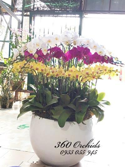 Chậu lan hồ điệp kết hợp 3 màu sang trọng