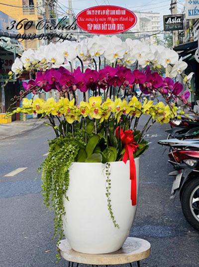 Chậu lan hồ điệp kết hợp 32 cành phú quý