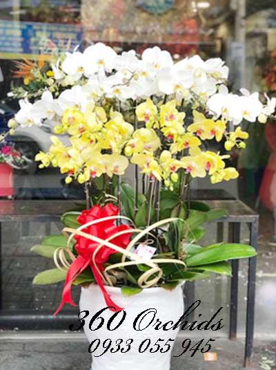 Chậu lan hồ điệp kết hợp - Lộc phát