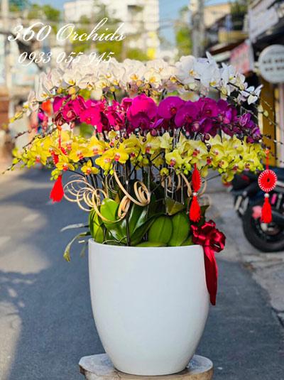 Chậu lan hồ điệp kết hợp - Ngày mới an vui
