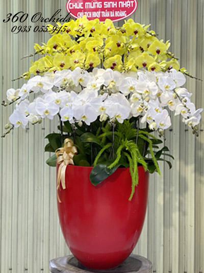 Chậu lan hồ điệp kết hợp - Sắc thành công