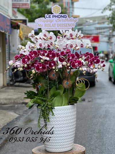 Chậu lan hồ điệp kết hợp - Sung túc đủ đầy