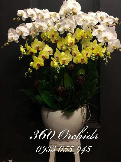 Chậu lan hồ điệp kết hợp tài lộc