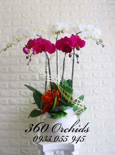 Chậu lan hồ điệp kết hợp - Tím trắng 5 cành