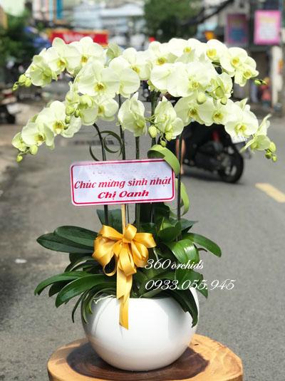 Chậu lan hồ điệp màu xanh bơ