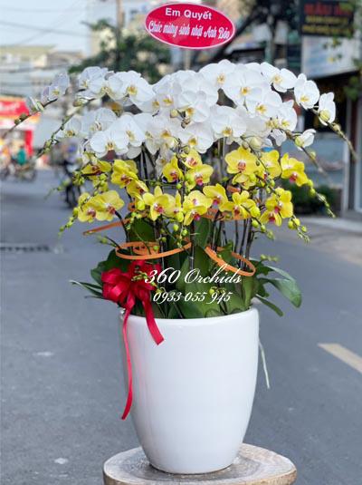 Chậu lan hồ điệp - Ngày đầu xuân