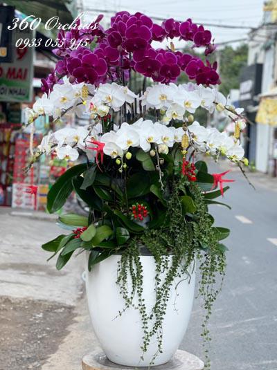 Chậu lan hồ điệp tặng sếp  2