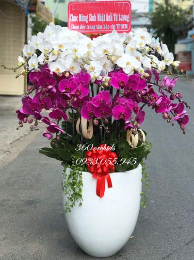 Chậu lan hồ điệp tặng sếp