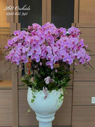 Chậu lan hồ điệp tết - Cánh bướm xuân