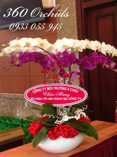 Chậu lan hồ điệp tết - Lan kết hợp trắng tím