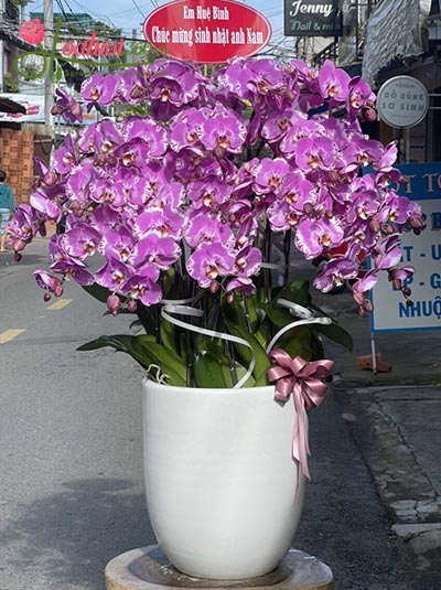 Chậu lan hồ điệp tím - Giấc mơ màu tím