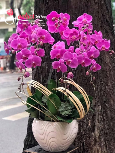 Chậu lan hồ điệp tím chúc thành công
