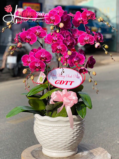 Chậu lan hồ điệp tím - Hoàng gia quý phái