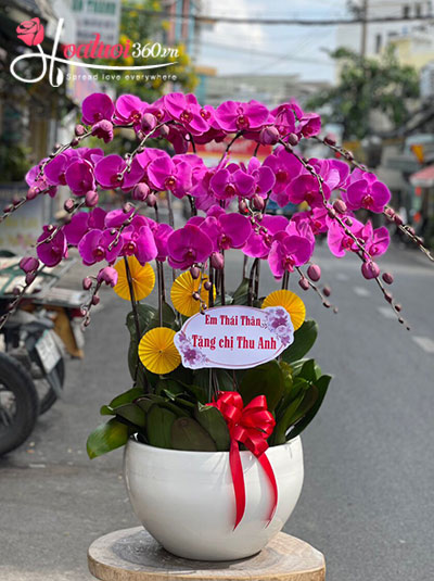 Chậu lan hồ điệp tím - Khoảnh khắc rạng rỡ