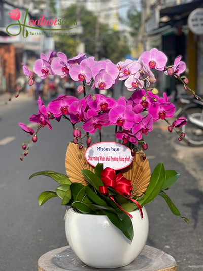 Chậu lan hồ điệp tím - Mơ màng