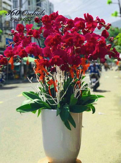 Chậu lan hồ điệp tím - Nắng ban mai