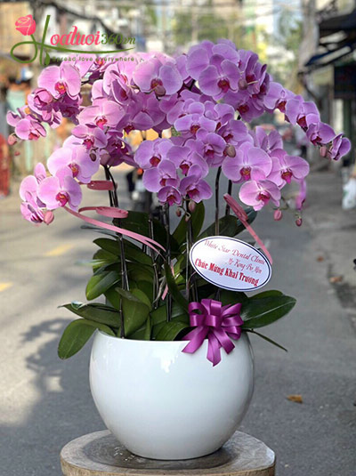 Chậu lan hồ điệp tím - Phú hào