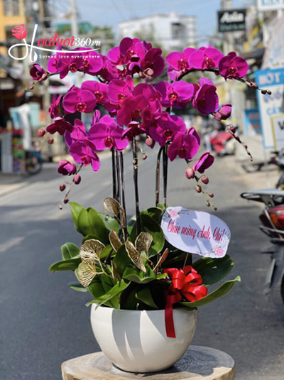 Chậu lan hồ điệp tím - Quý phái sang trọng