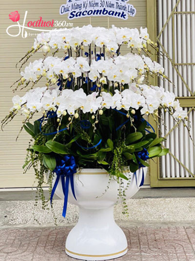 Chậu lan hồ điệp trắng - Sắc hương lan