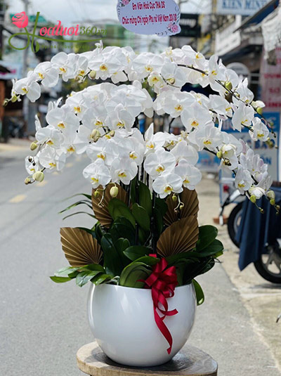 Chậu lan hồ điệp trắng - Cánh én mùa xuân