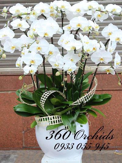 Chậu lan hồ điệp trắng chưng tết phú quý