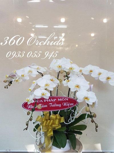 Chậu lan hồ điệp trắng - Khởi đầu thành công