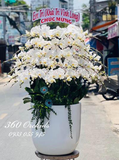 Chậu lan hồ điệp trắng - Nét đẹp trang nhã