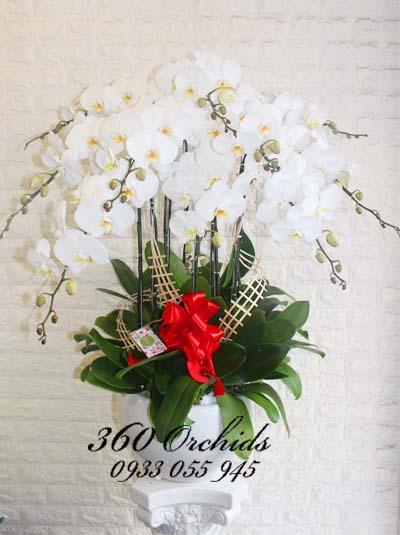 Chậu lan hồ điệp trắng - Phát lộc