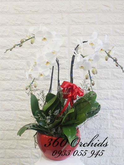 Chậu lan hồ điệp trắng - Phú Quí