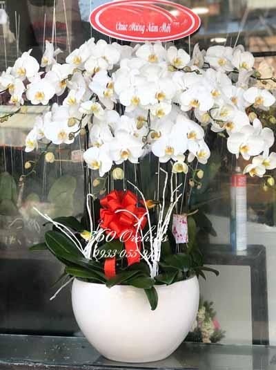 Chậu lan hồ điệp trắng - Sắc xuân