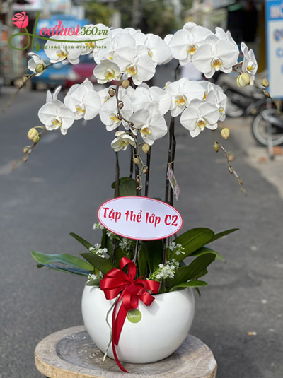 Chậu lan hồ điệp trắng - Tết sum họp