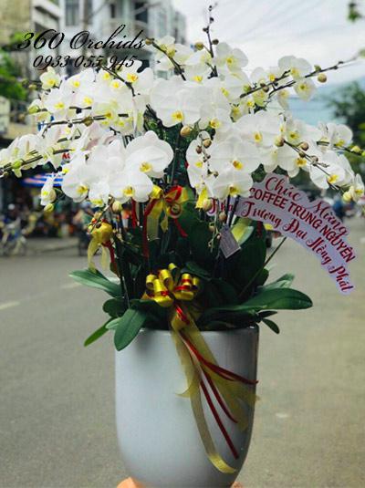 Chậu lan hồ điệp trắng - Thấu hiểu