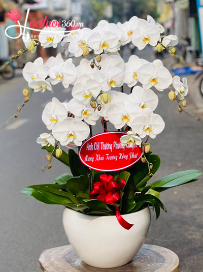 Chậu lan hồ điệp trắng - Thay lời muốn nói