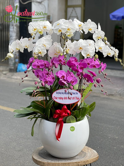 Chậu lan hồ điệp trắng tím - Vẻ đẹp vĩnh cửu